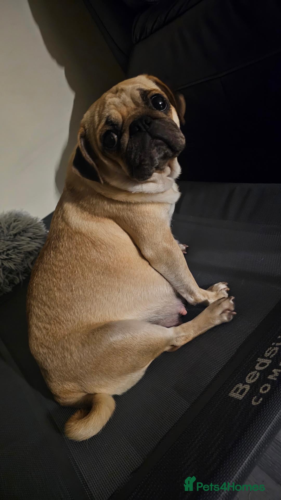 Pug dogs Beautiful litter of Pugs  - Advert 1