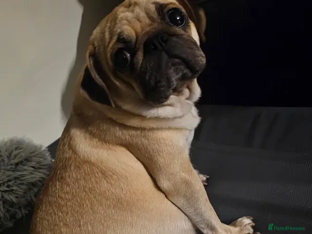 Pug dogs Beautiful litter of Pugs - Advert 1