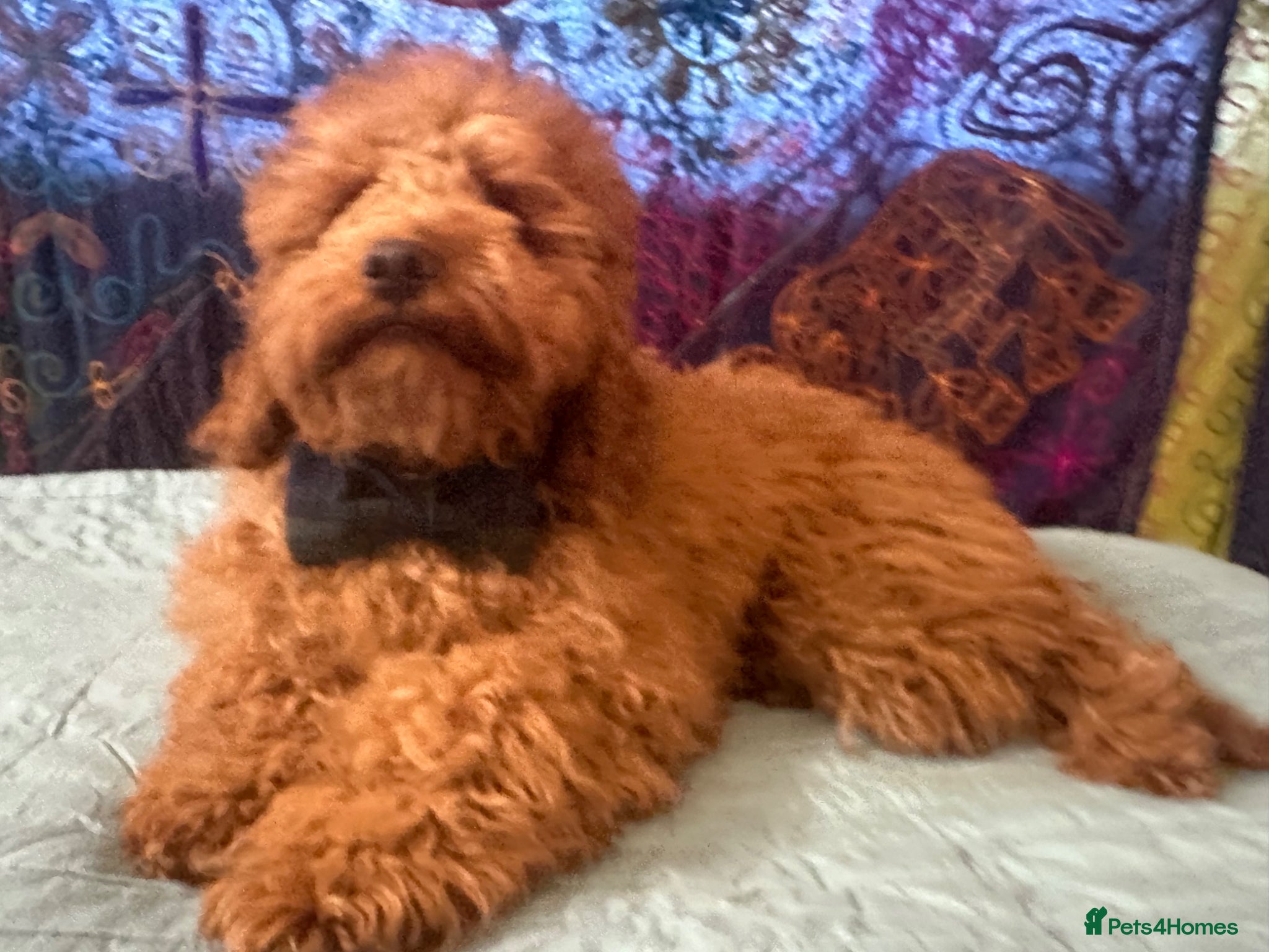 Cavapoo dogs for sale: Ozzy f1 cavapoo *reserved currently  - Advert 1