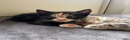 Mixed Breed cats for sale: 3 kittens for sale. in Newton Abbot - Advert 7