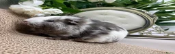 Guinea Pig rodents for sale: Multiple baby Girl guinea pigs for sale  - Advert 3