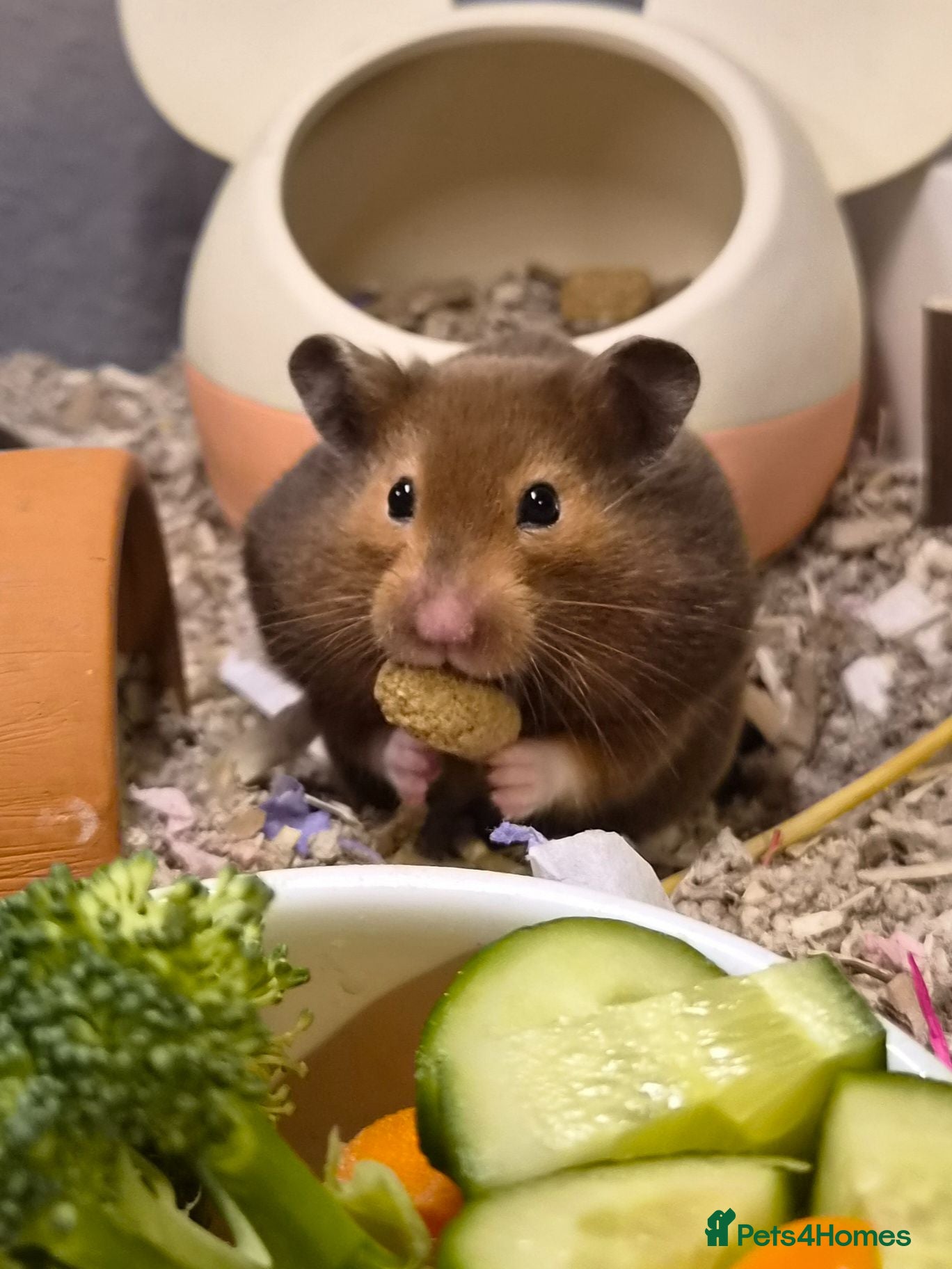 Hamster rodents Female Pedigree Syrian Hamster - Advert 6