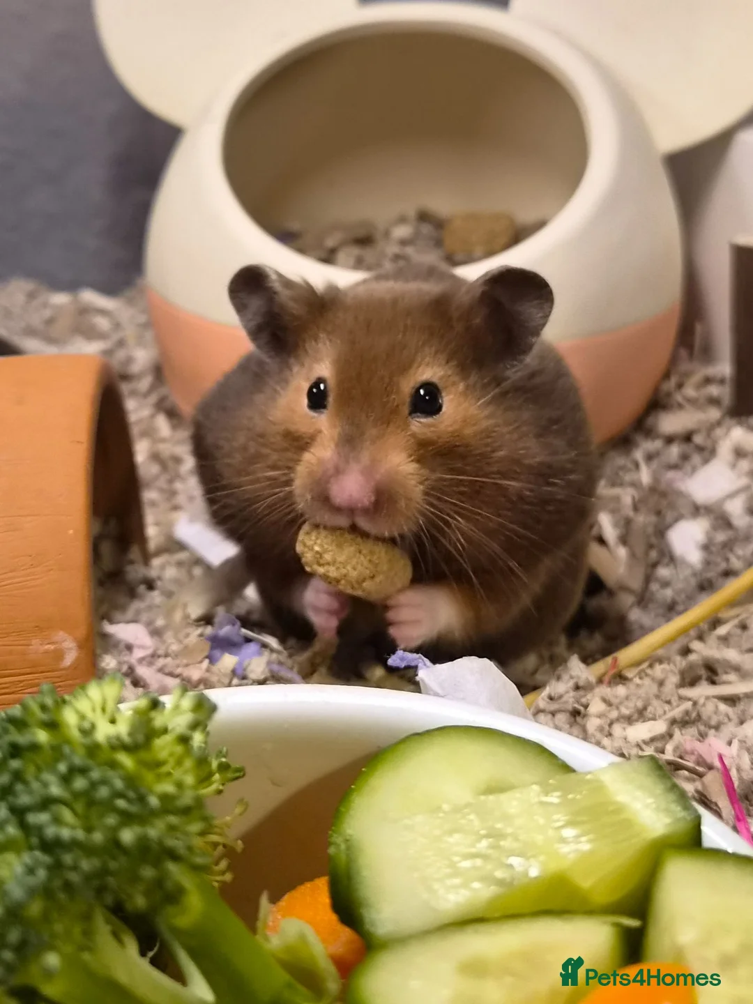 Hamster rodents for sale: Female Pedigree Syrian Hamster - Advert 1