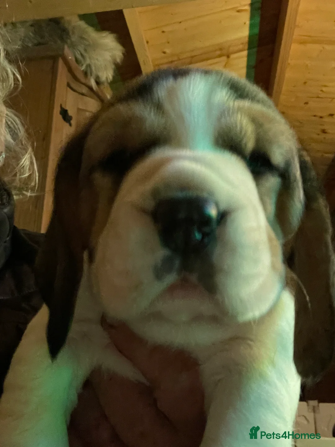 Beagle dogs for sale: kc reg beautiful beagle pups dec - Advert 1