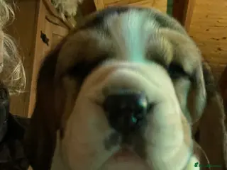 Beagle dogs kc reg beautiful beagle pups dec - Advert 3