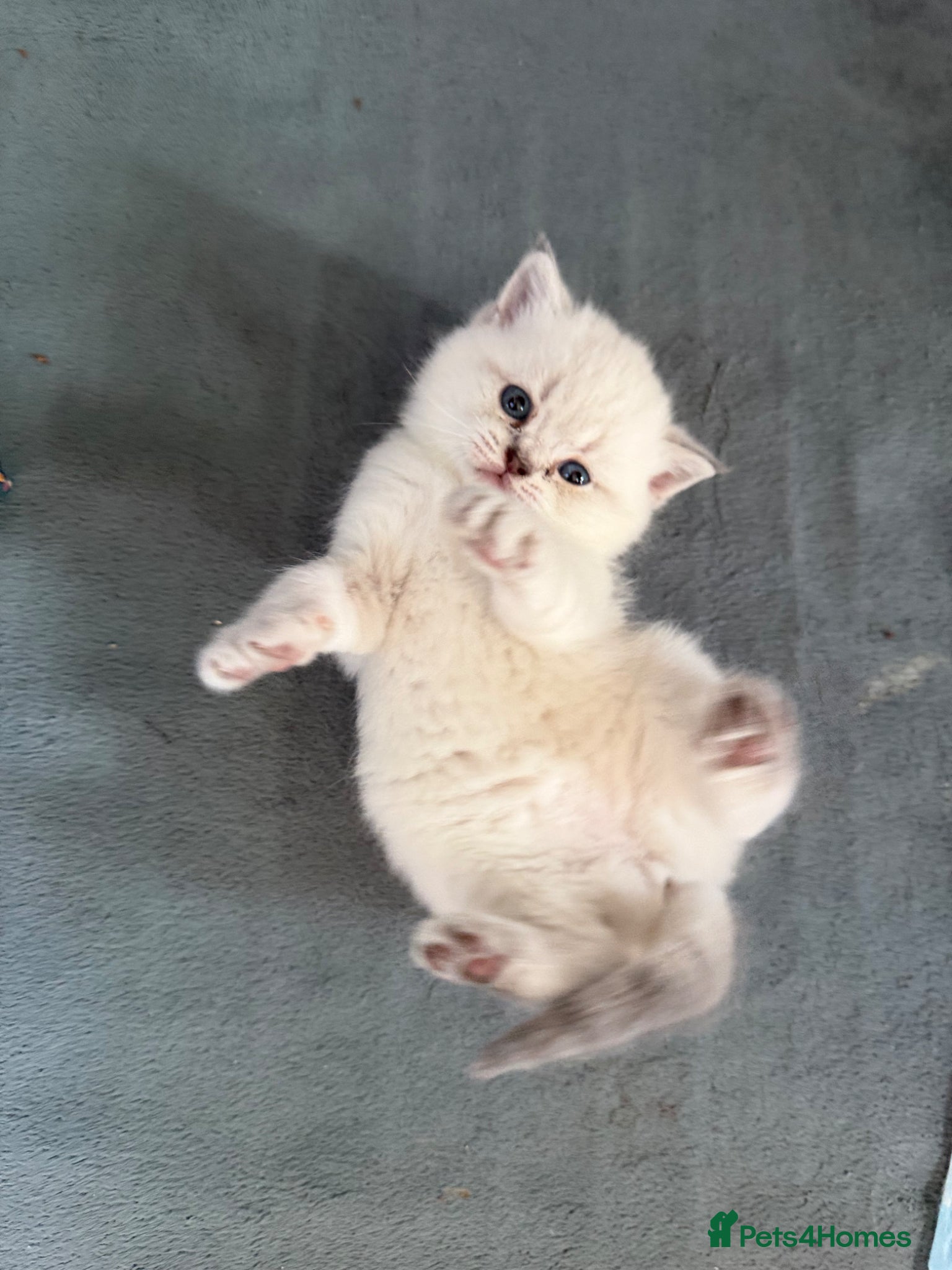 British Shorthair cats for sale: Exceptional British Shorthair kittens 🩷 - Advert 23