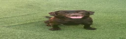 Cockerdor dogs for sale: Chunky Cockador puppies 🐶  - Advert 10