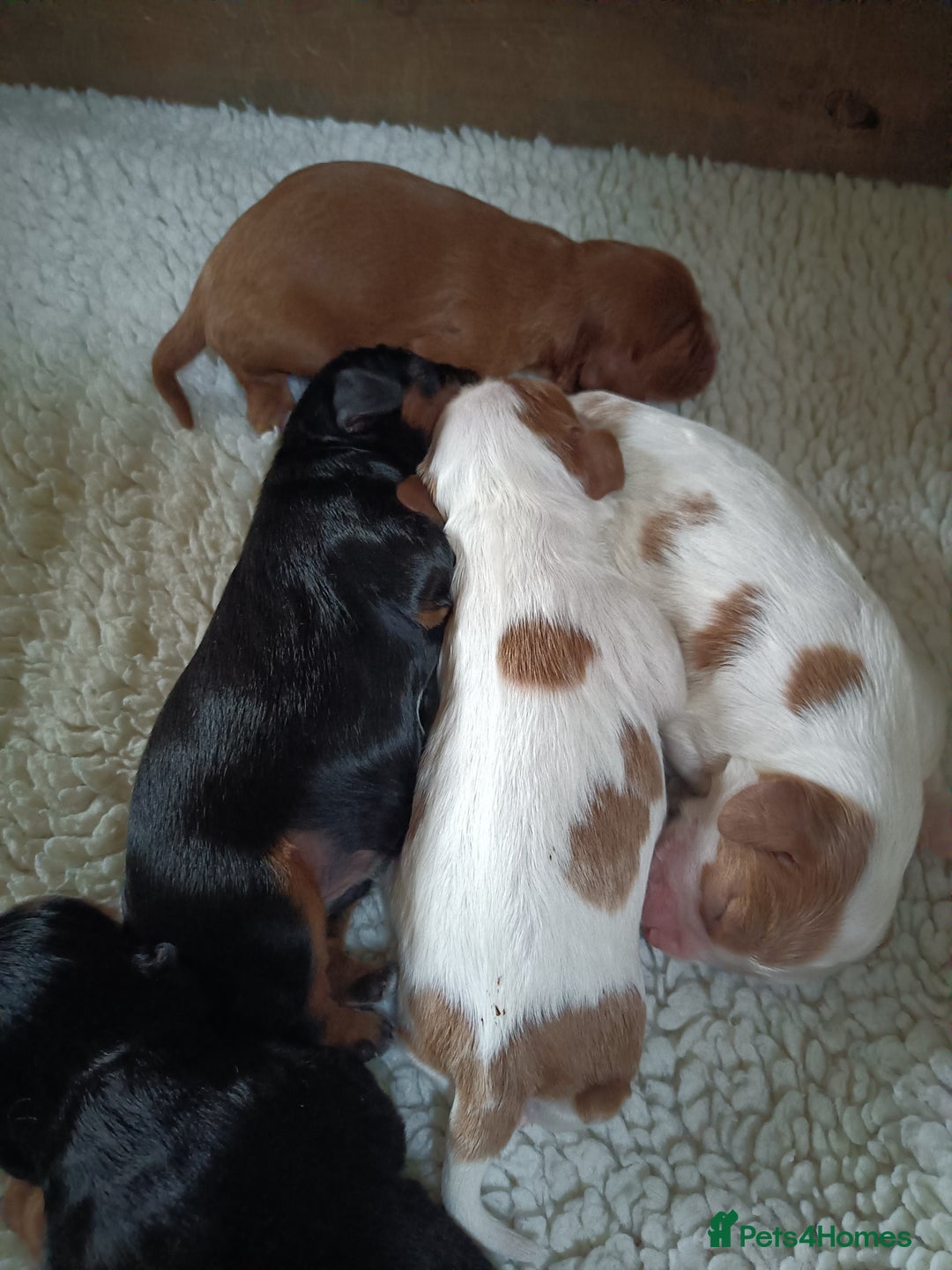 Cavalier King Charles Spaniel dogs for sale: Cavalier king Charles Fully health checked KC Reg  - Image 2
