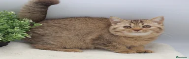 British Shorthair chocolate shaded female 