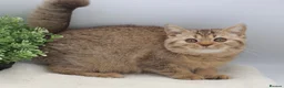 British Shorthair cats for sale: PEDIGREE REGISTERED CHUNKY BRITISH SHORTHAIRS - Advert 15