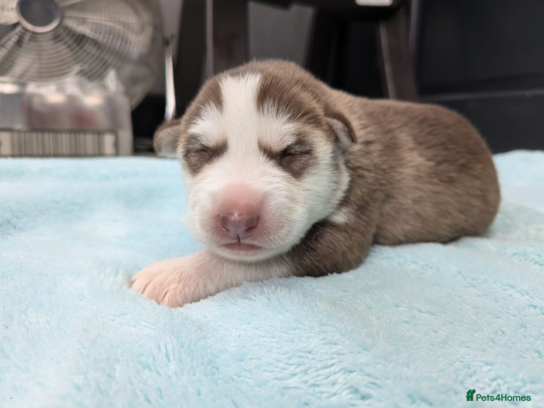 Siberian Husky dogs for sale: Beautiful Siberian Huskies - Image 7