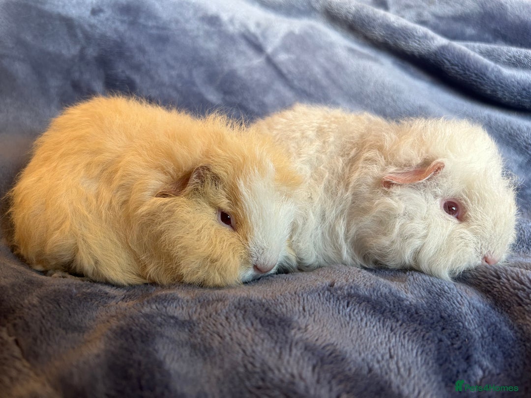 Guinea Pig rodents for sale: Swiss baby Guinea pigs  - Advert 8