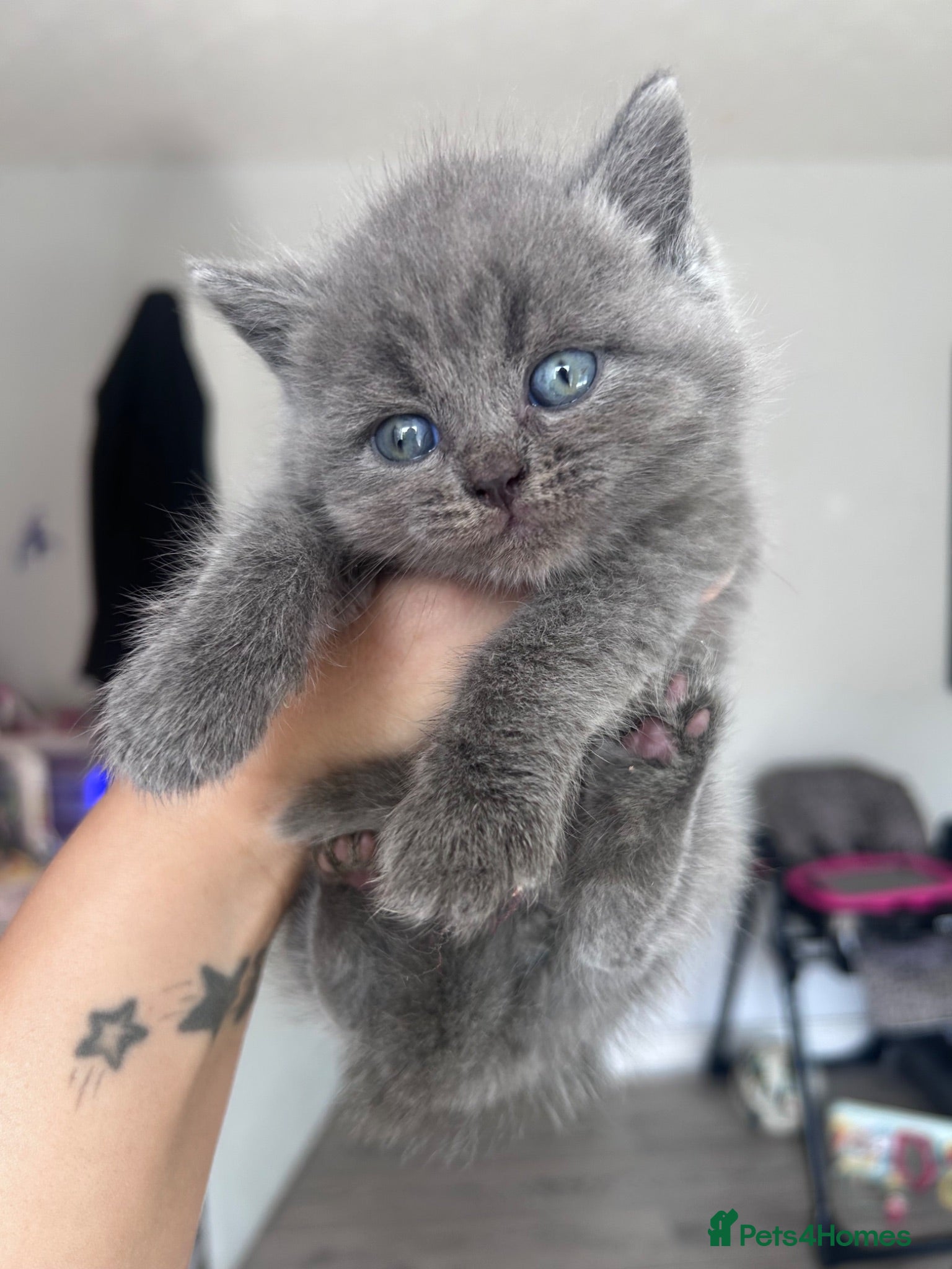 British Shorthair cats BSH KITTENS 💕💙 - Advert 18