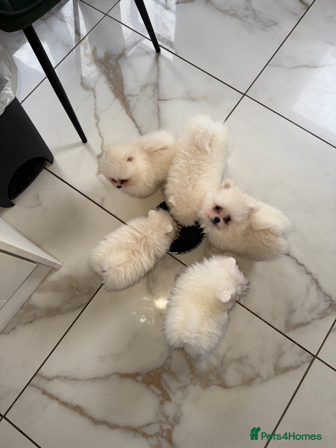 Pomeranian dogs for sale: Minature Pomeranians - Advert 6