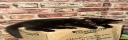 Mixed Breed cats for sale: 2 black kittens  in London - Advert 2