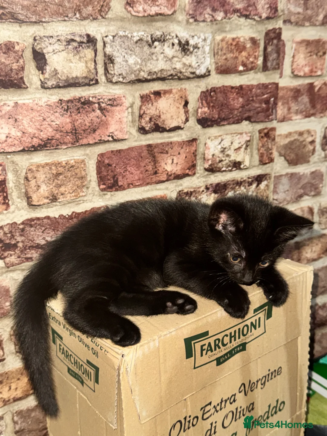Mixed Breed cats for sale: 2 black kittens  in London - Advert 2