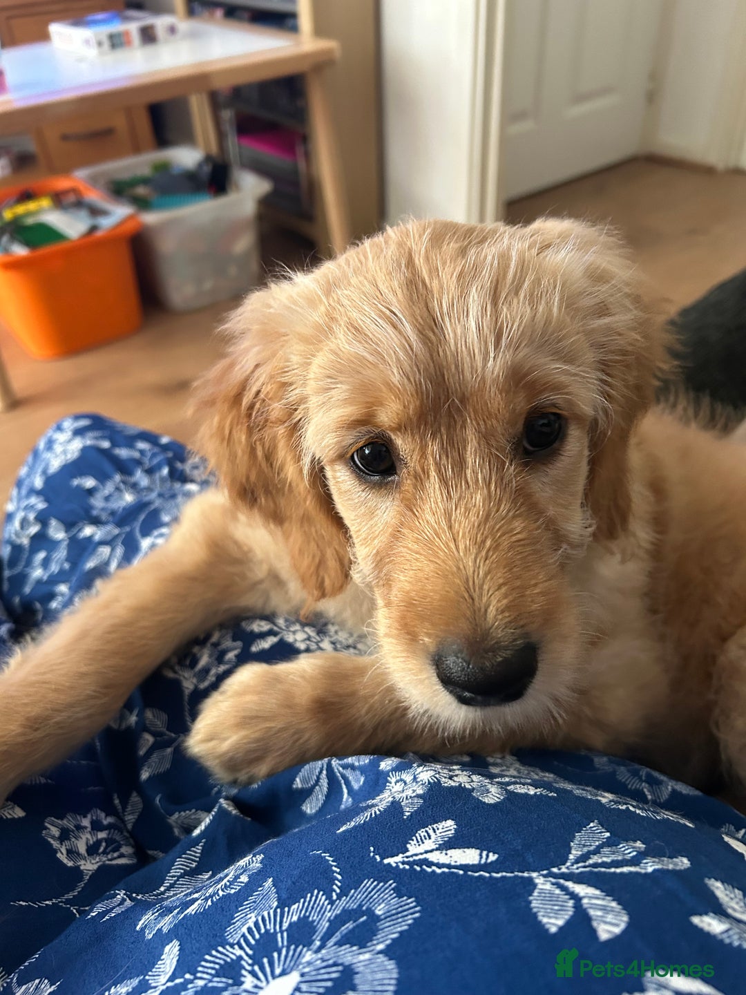 Goldendoodle dogs for sale: Golden doodle puppy - Image 7