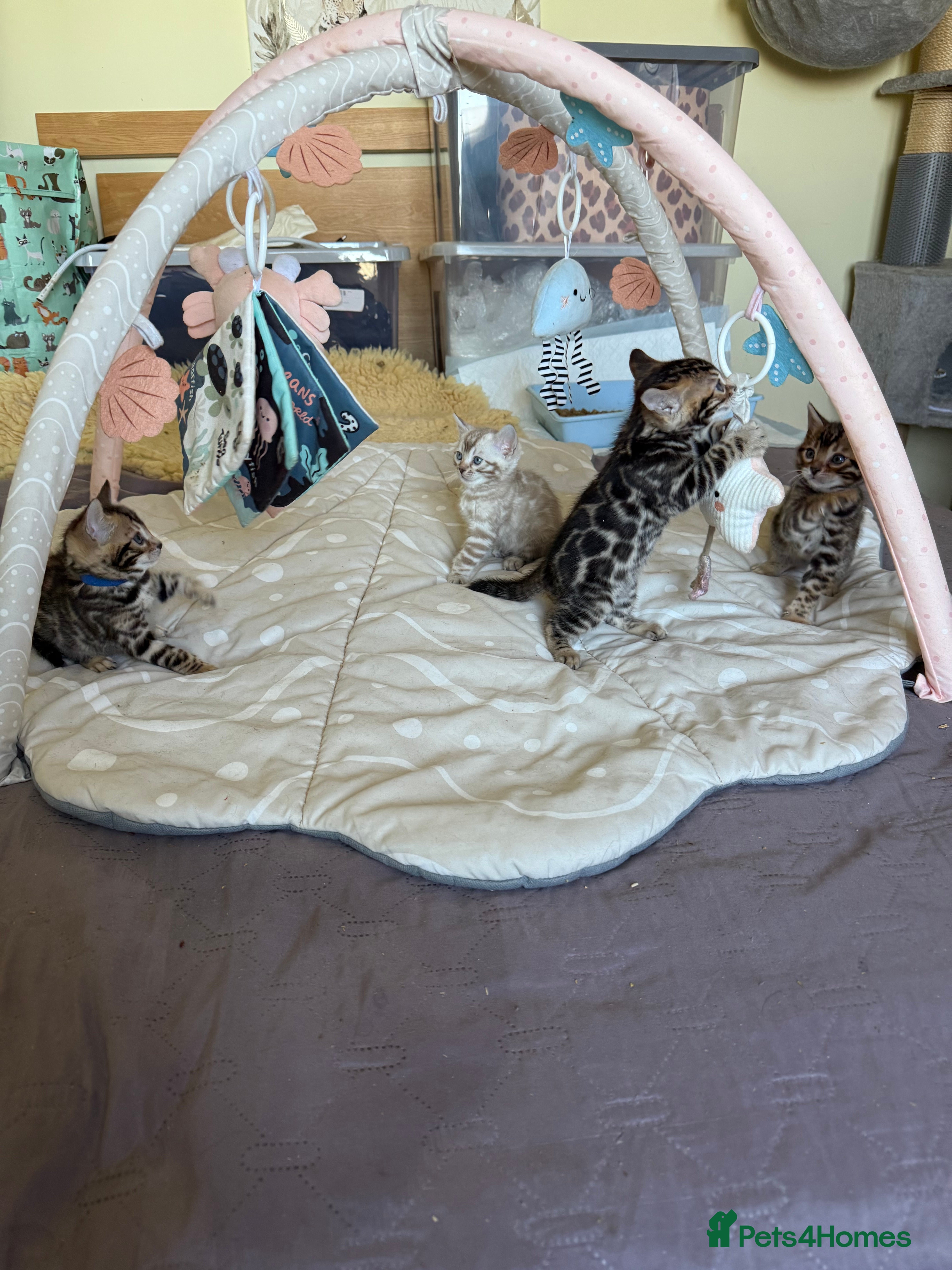 Bengal cats Stunning 🐾 Pedigree Bengal Kittens 🐆 TICA Reg - Advert 1