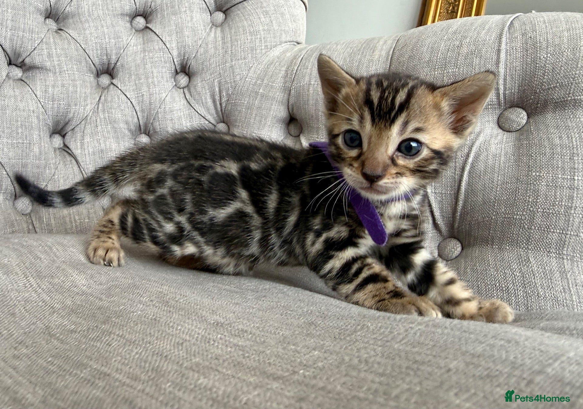 Bengal cats Outstanding Little Leopards 🐆  - Advert 2