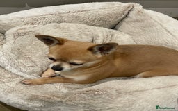 Chihuahua dogs for sale: Lovely lady rose - Image 5