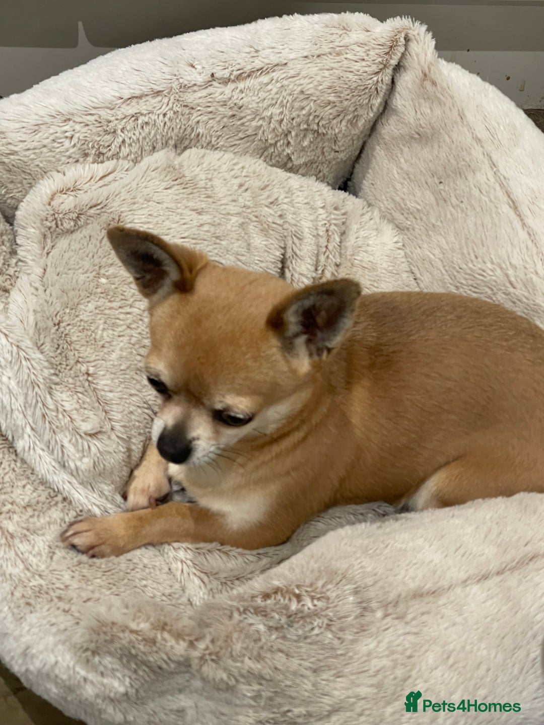 Chihuahua dogs for sale: Lovely lady rose - Image 5
