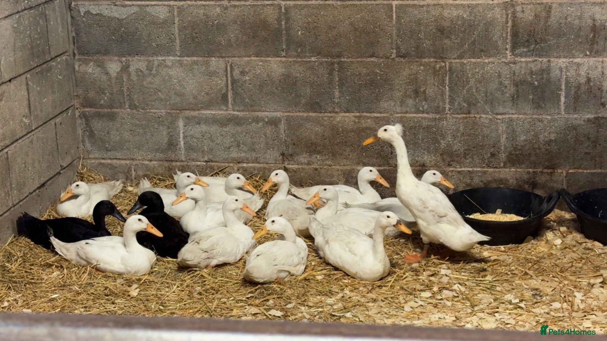 Ducks poultry Purebred Indian Runner Ducks - Advert 1