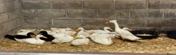 Ducks poultry for sale: Purebred Indian Runner Ducks - Advert 1
