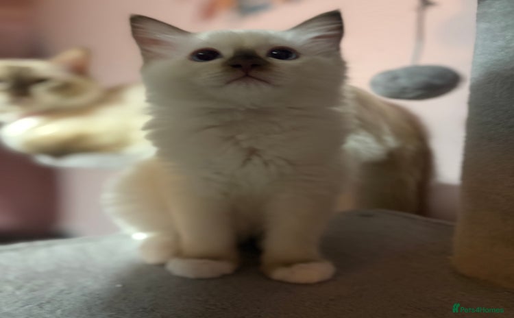 Ragdoll cats - Advert 4