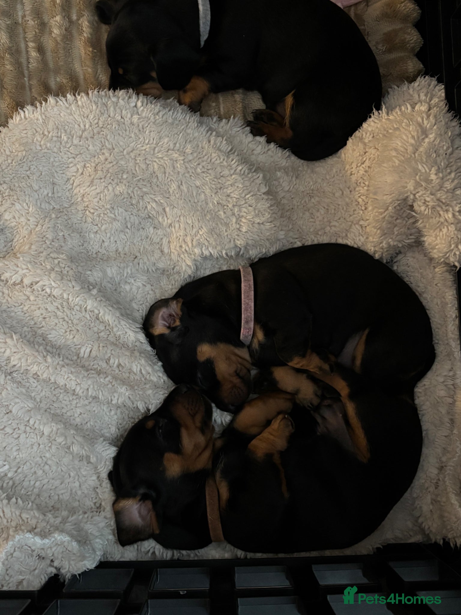 Dachshund dogs Talulahs and Theo’s 3 babies  - Advert 16