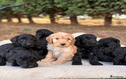 Cockapoo dogs for sale: F1 cockapoos - Image 1