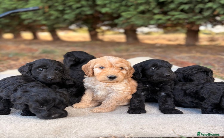 Cockapoo dogs - Advert 2