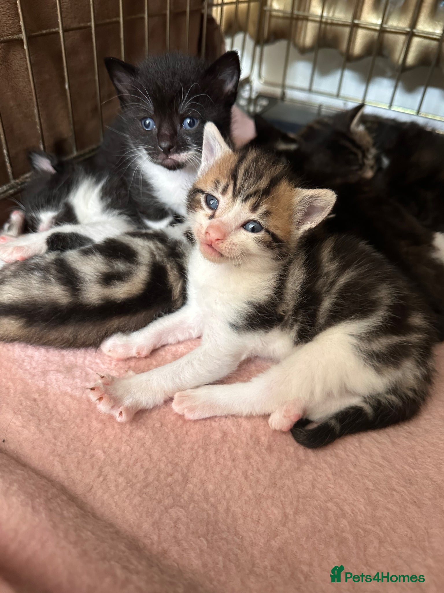 Mixed Breed cats Beautiful Affectionate Kittens - Advert 1