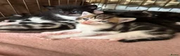 Mixed Breed cats for sale: Beautiful Affectionate Kittens - Advert 3