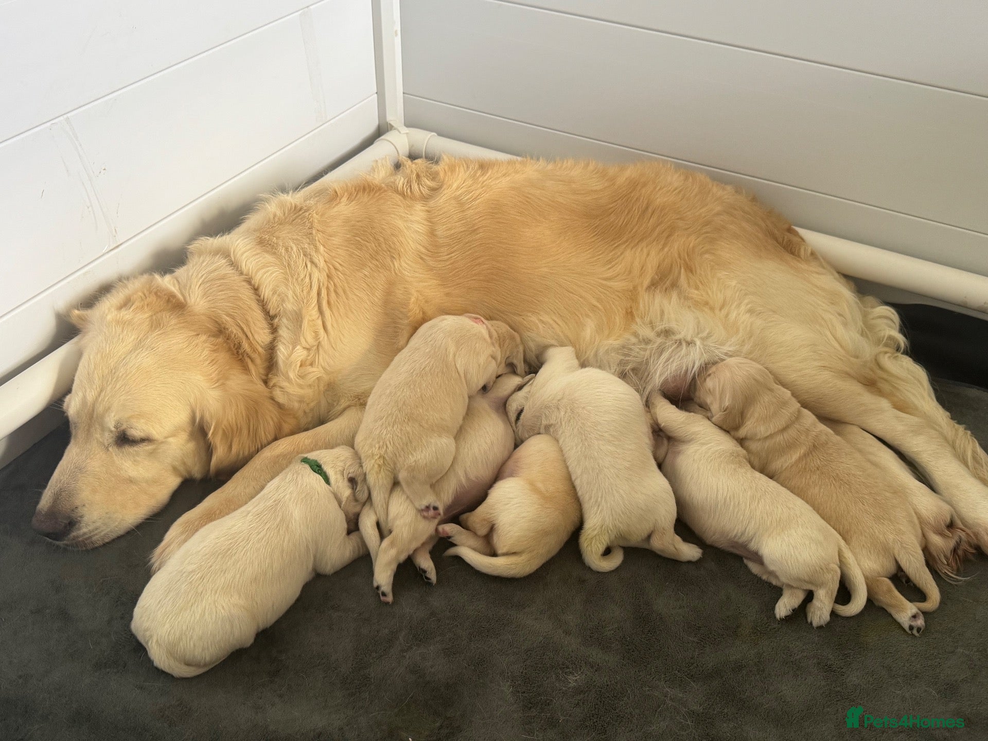 Golden Retriever dogs K.C Golden retriever puppies  - Advert 1