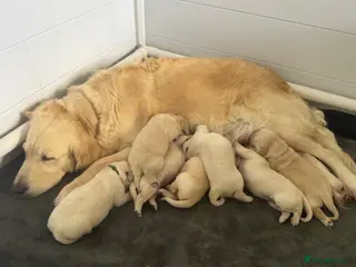 Golden Retriever dogs K.C Golden retriever puppies - Advert 1