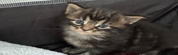 Maine Coon cats for sale: Mainecoon female 'lily' looking for family home 🏡 - Advert 7
