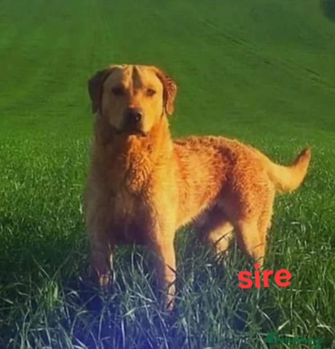 Labrador Retriever dogs for sale: Kc registered labrador pups  - Advert 9