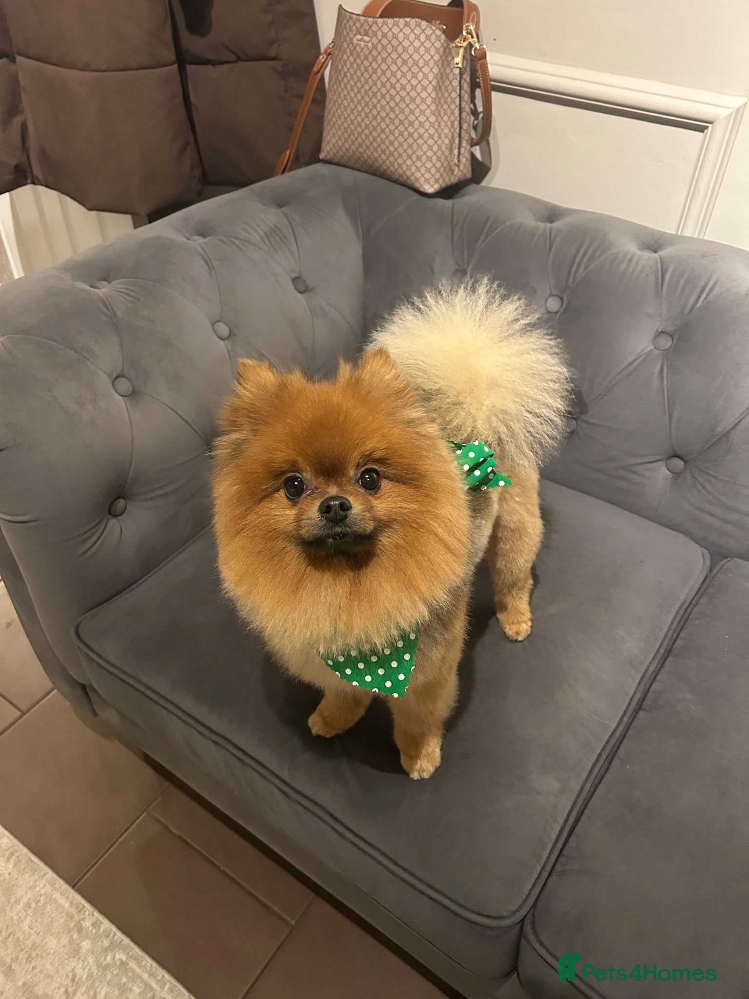 Pomeranian dogs Male Pomeranian up for stud - Advert 2