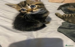 Mixed Breed cats for sale: Beautifull playfull  kittens  - Image 10