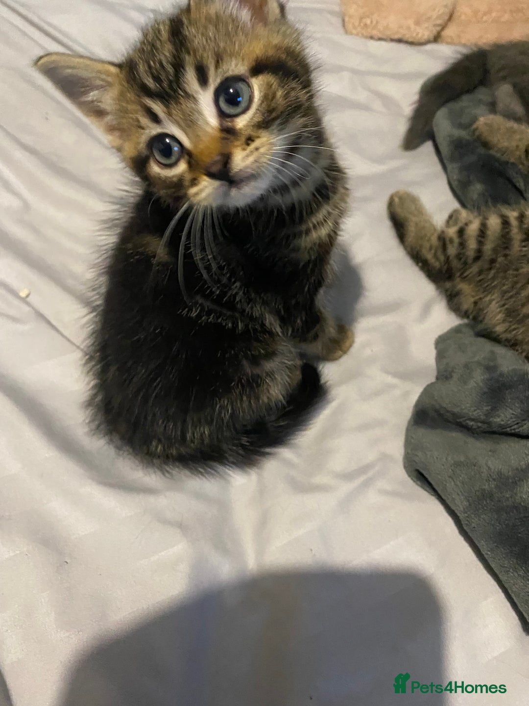 Mixed Breed cats for sale: Beautifull playfull  kittens  - Image 10
