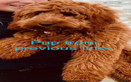 Australian Labradoodle dogs for sale: DNA Tested Miniature Labradoodle puppies  in Cottingham - Image 10