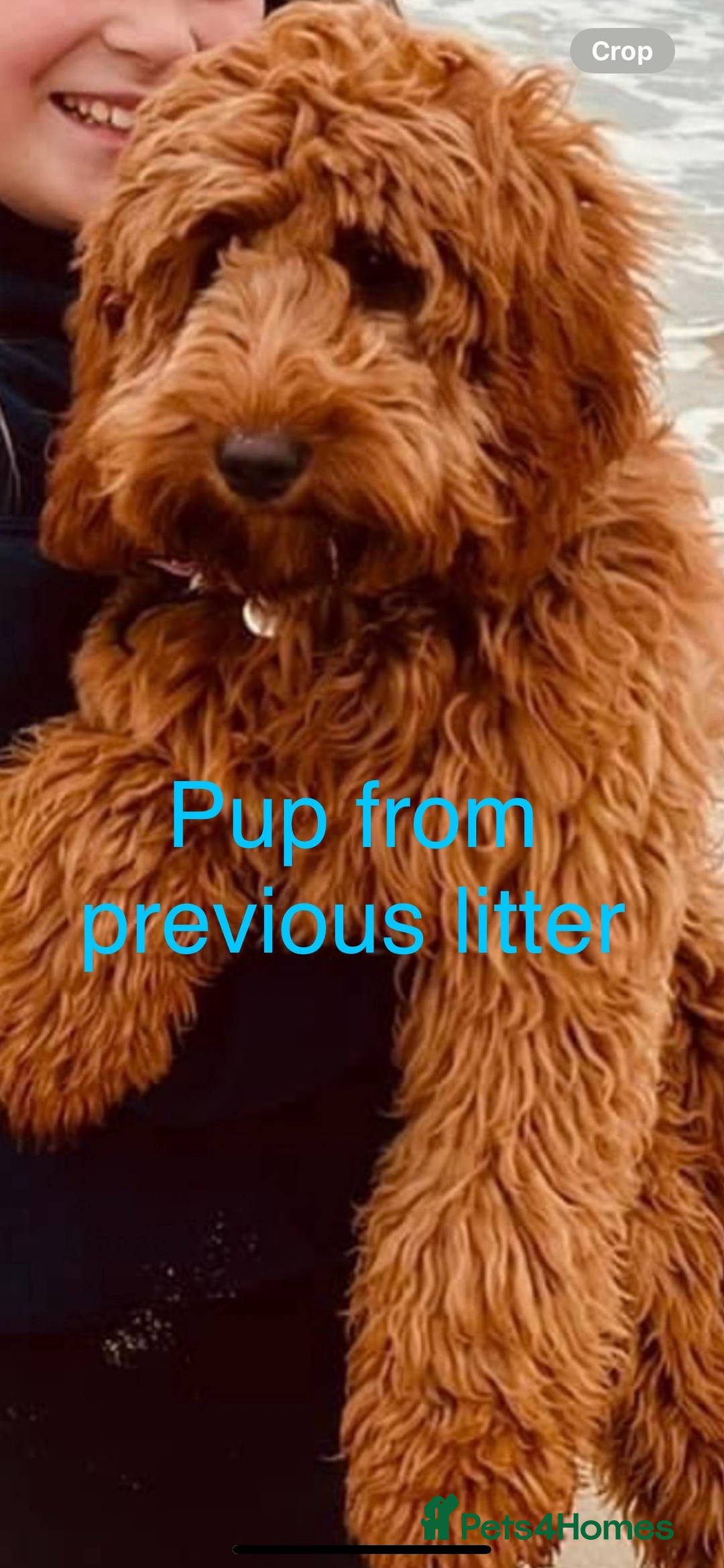 Australian Labradoodle dogs for sale: DNA Tested Miniature Labradoodle puppies  in Cottingham - Image 10