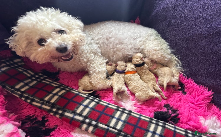 Cavapoo dogs ❤️ F1 Poochons fully health tested parents 🥰 - Advert 16