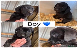 Labrador Retriever dogs for sale: Gorgeous Labrador pups for sale - Image 2
