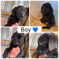 Labrador Retriever dogs - Advert 3