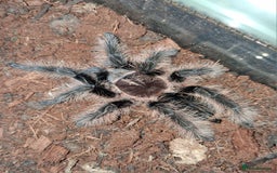 Tarantulas invertebrates for sale: Tarantulas - Image 2