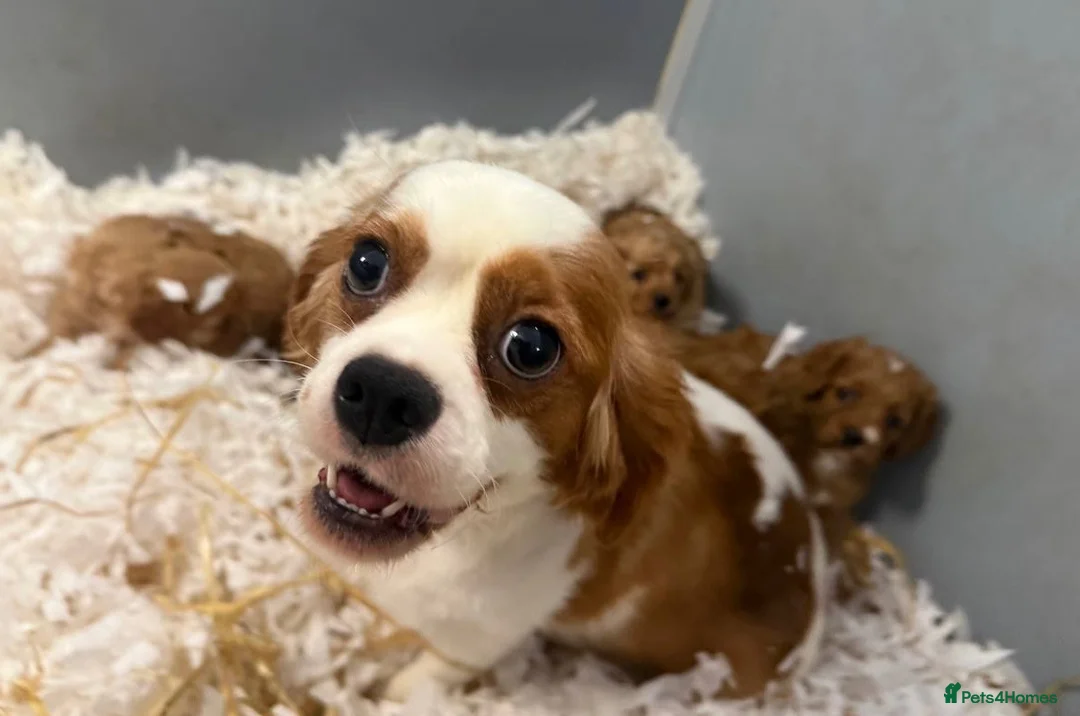 Cavapoo dogs for sale: Stunning Cavapoo puppies  - Advert 4