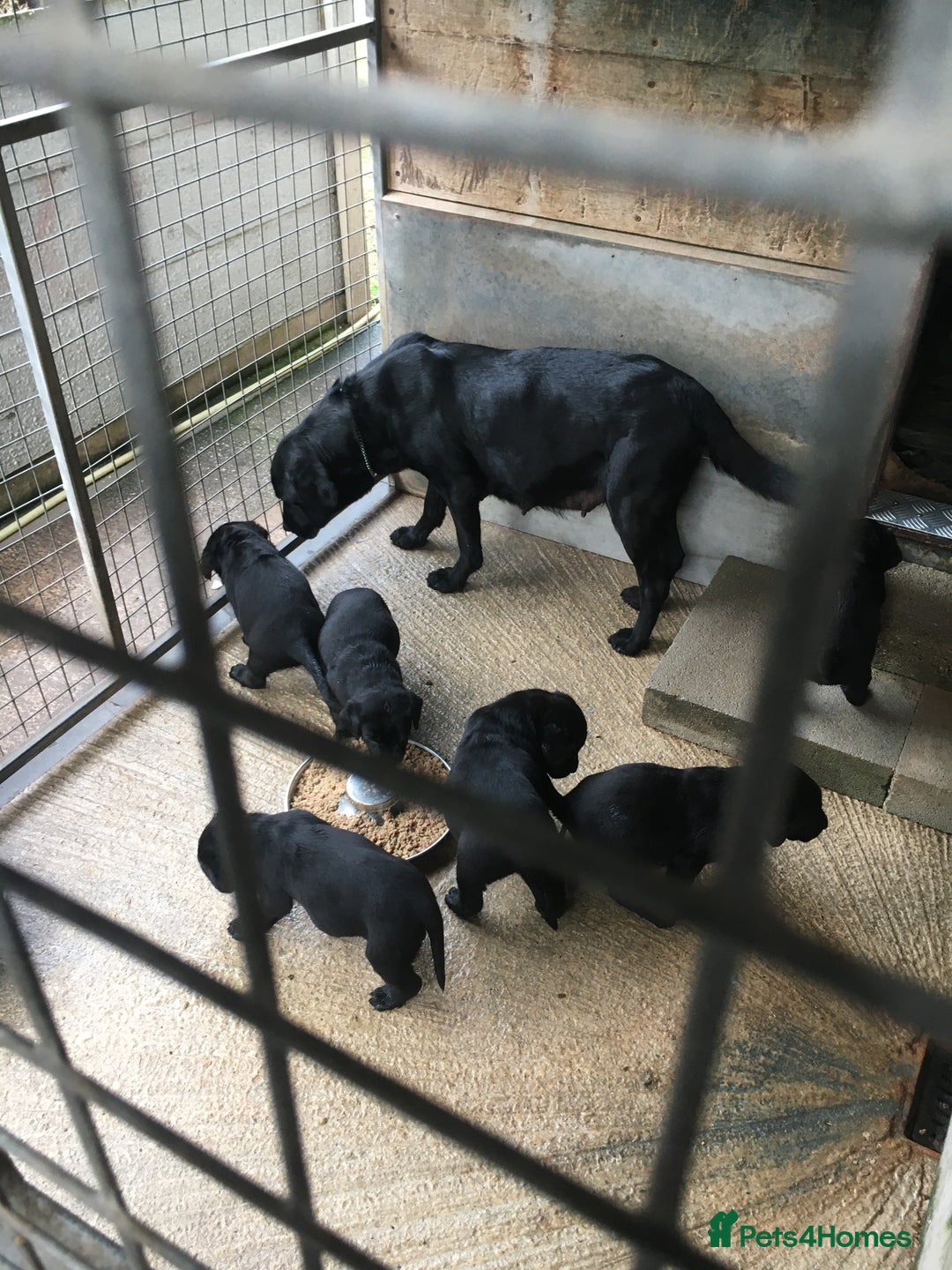 Labrador Retriever dogs for sale: Beautiful litter of Black Labrador Retriever Pups  - Advert 8