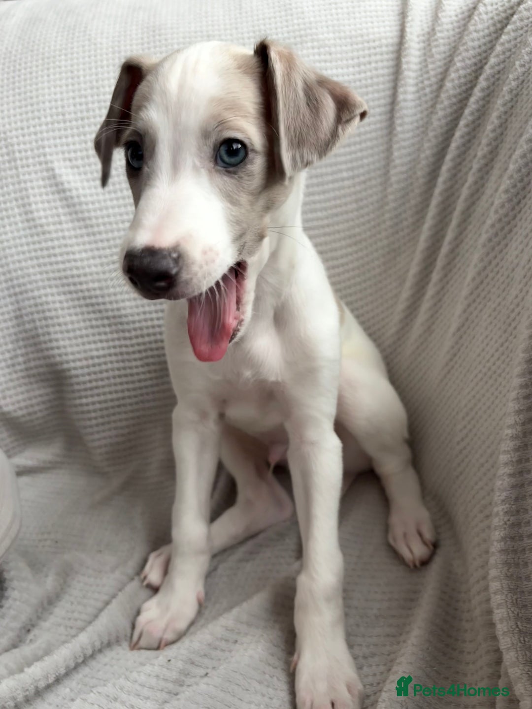 Mixed Breed dogs for sale: Collie Whippet Greyhound  - Image 10