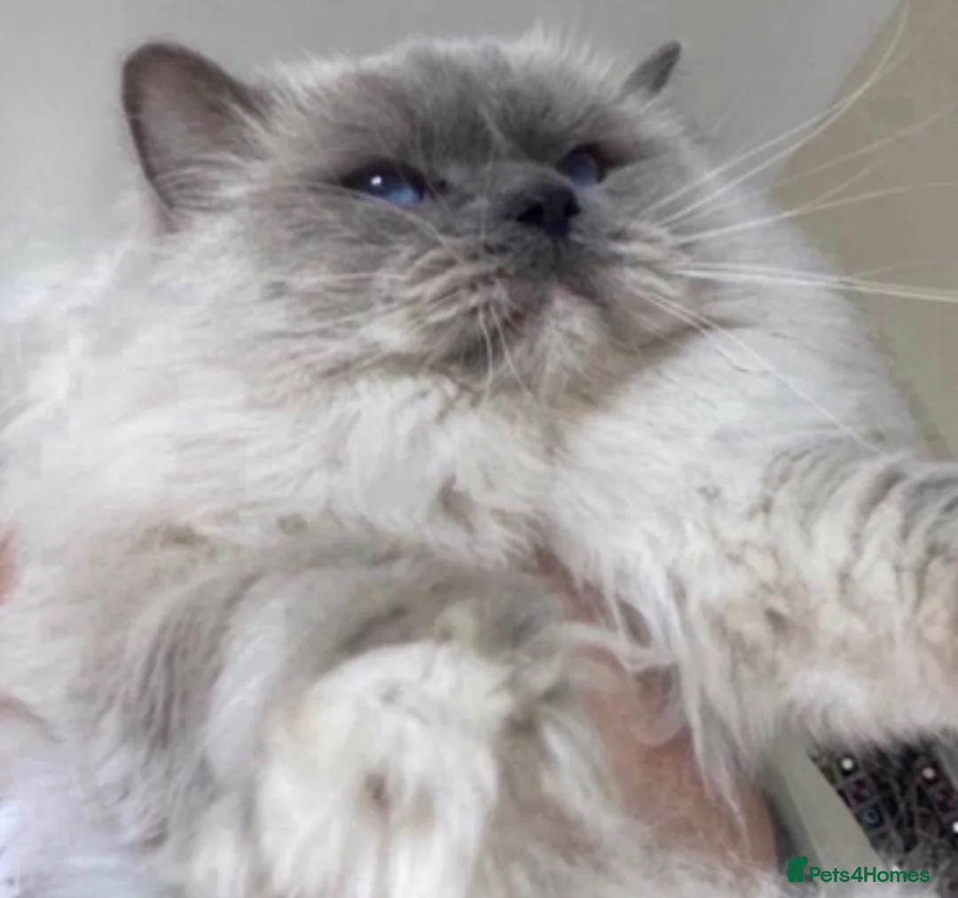 Ragdoll cats for sale: Lynx blue bi colour boy (European) - Advert 8